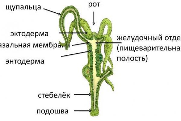 Kraken ссылка krakentor site