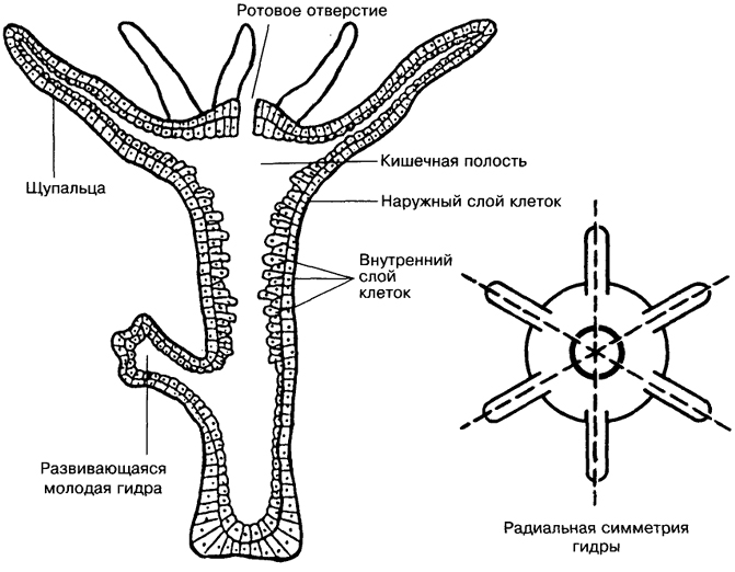 Hydra kraken